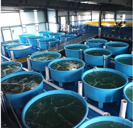 Smart Hatchery Engineering Systems