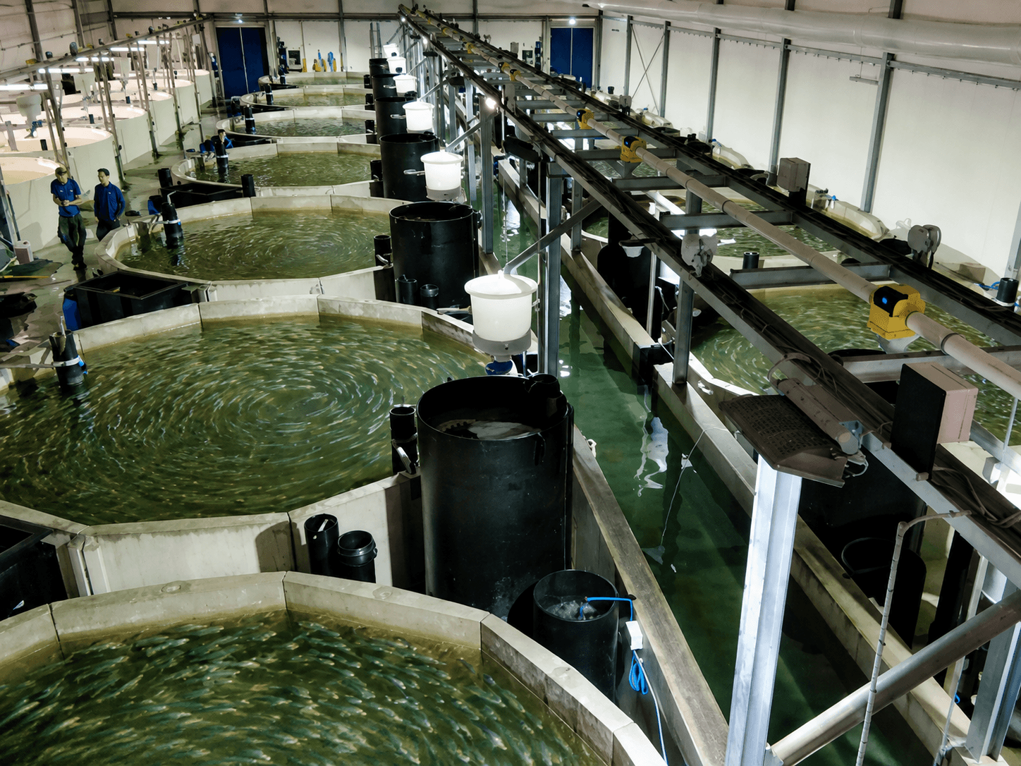 Fish hatchery larval rearing tanks and breeding infrastructure by ARK AQUATECH