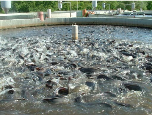 Biofloc Fish Farming