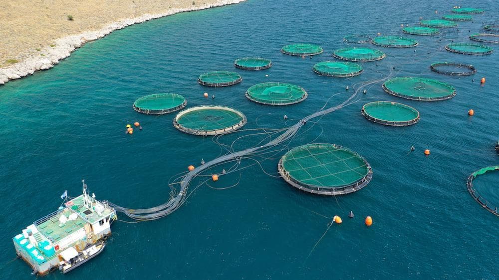 Recirculating Aquaculture System (RAS) installation by ARK AQUATECH