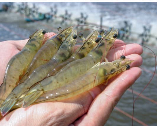 Shrimp Farming Setup