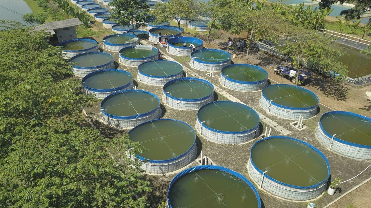 Fish hatchery larval rearing tanks and breeding infrastructure by ARK AQUATECH