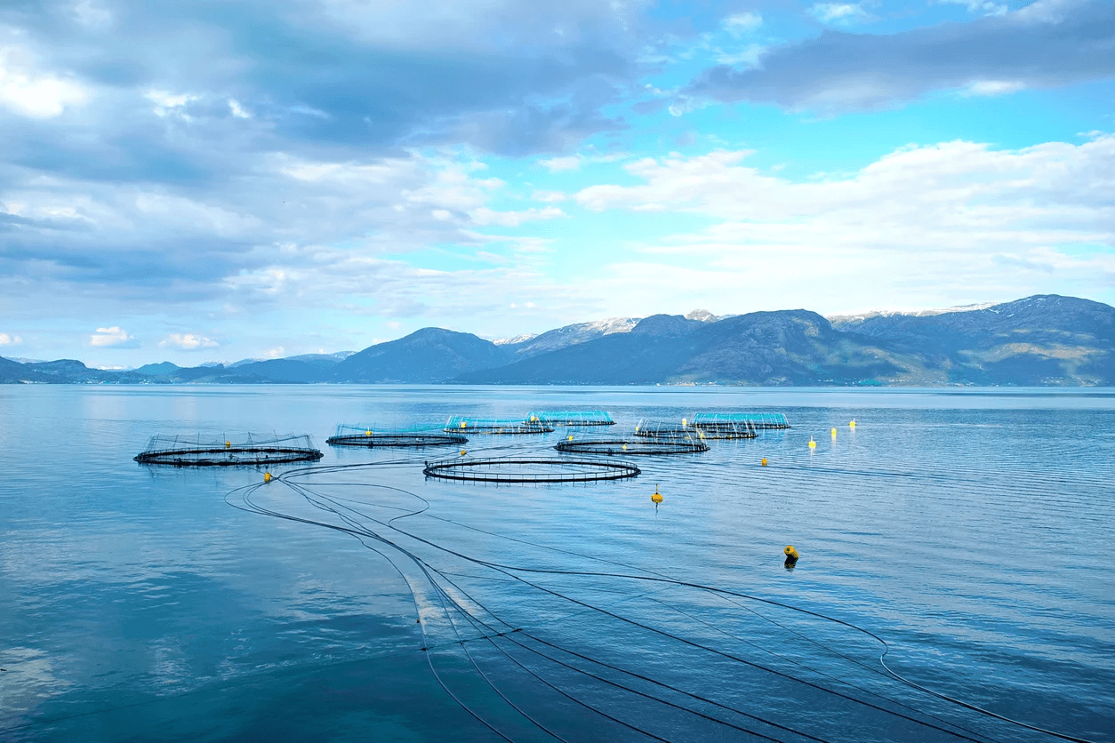Advanced Aquaculture Projects