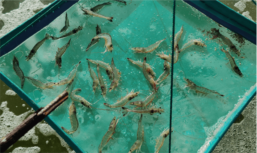 Smart Hatchery Engineering Systems
