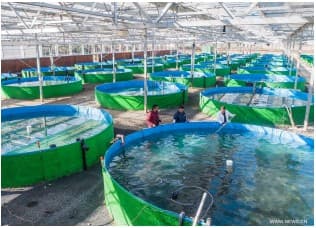 Biofloc Fish Farming